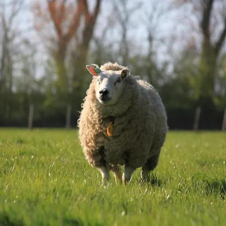 In Wiringherlant Near The Coast Domek alpejski Hippolytushoef